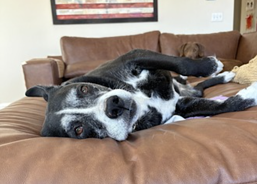 Pickles, photo 2