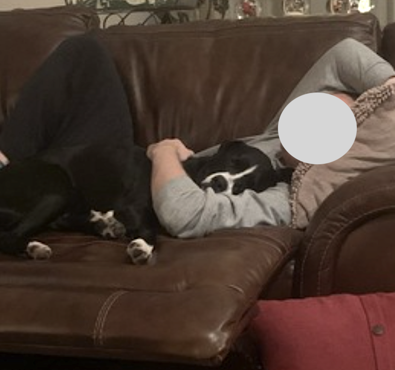 Pickles, photo 3