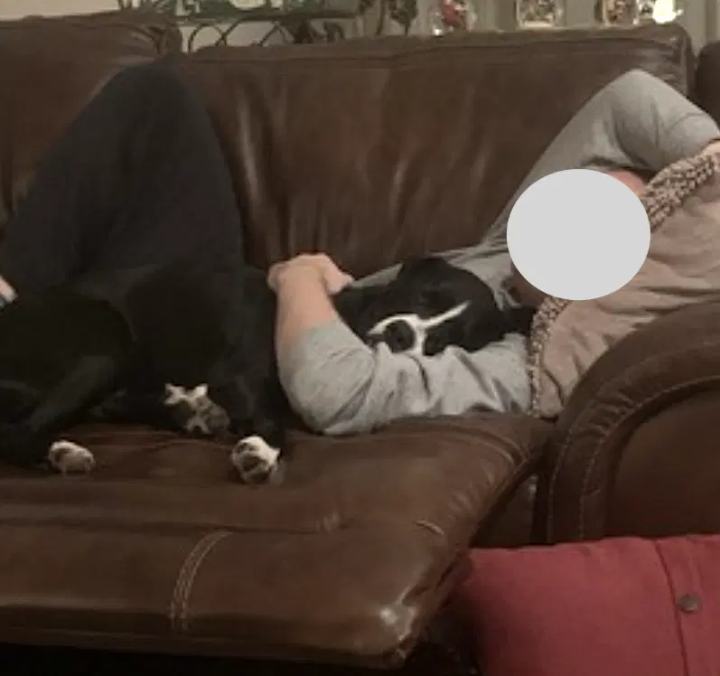 Pickles image 3