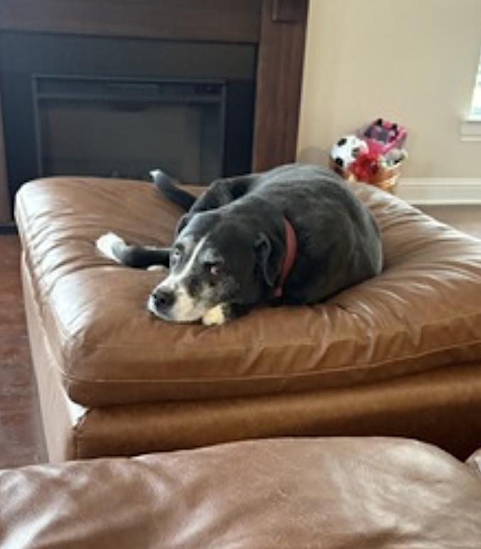 Pickles, photo 4
