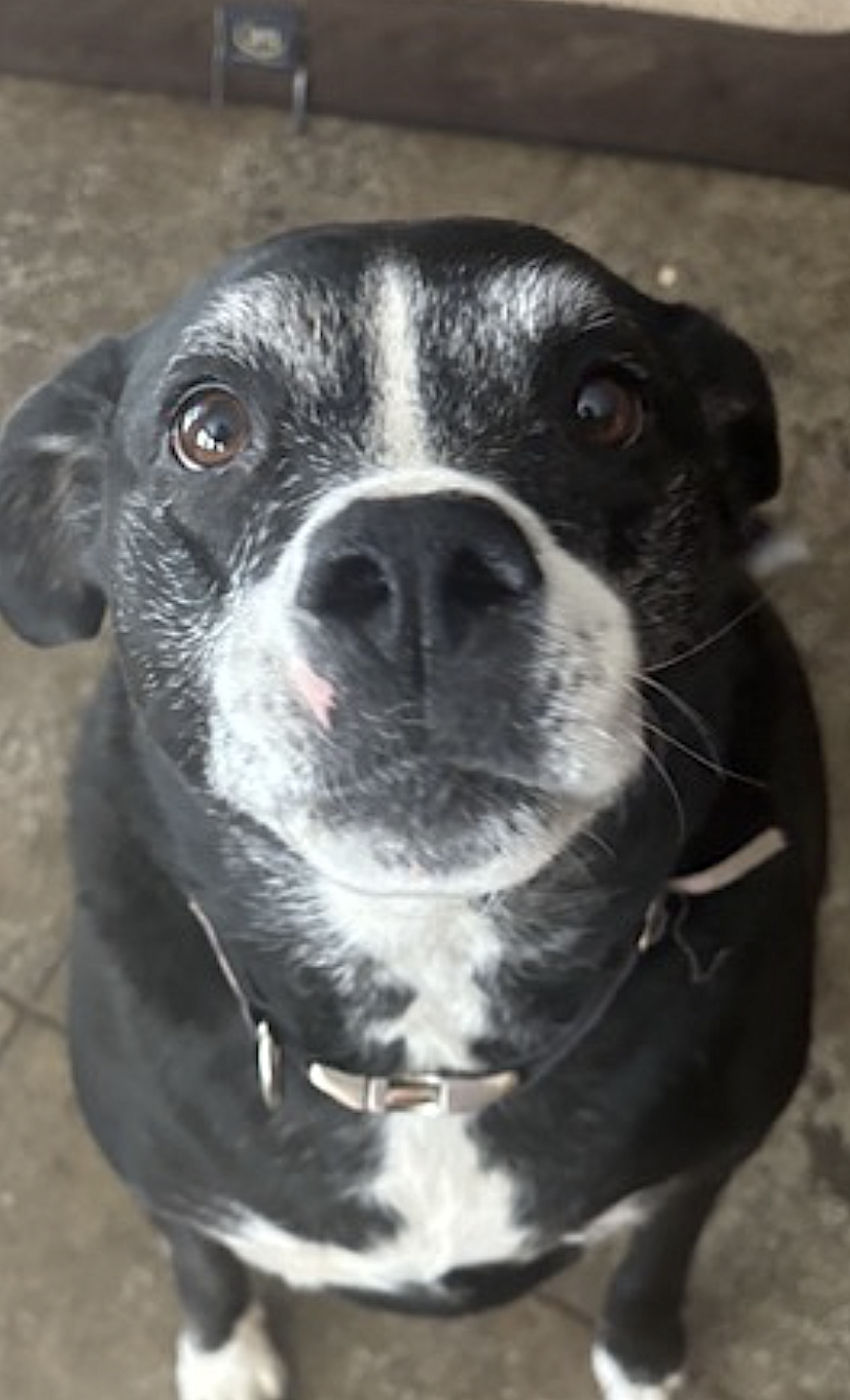 Pickles, photo 5