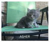 Asher