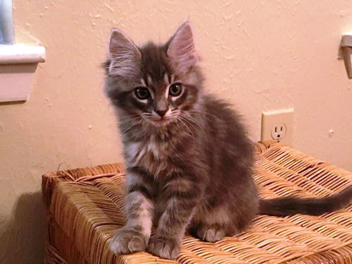 Asher