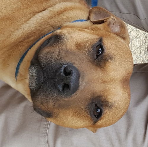 Suki