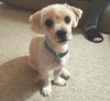 Buddy