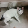 Tommie