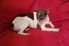 Silvi, now Iggy