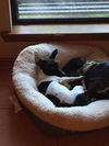 Snoopy