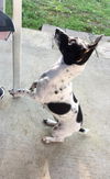 Snoopy