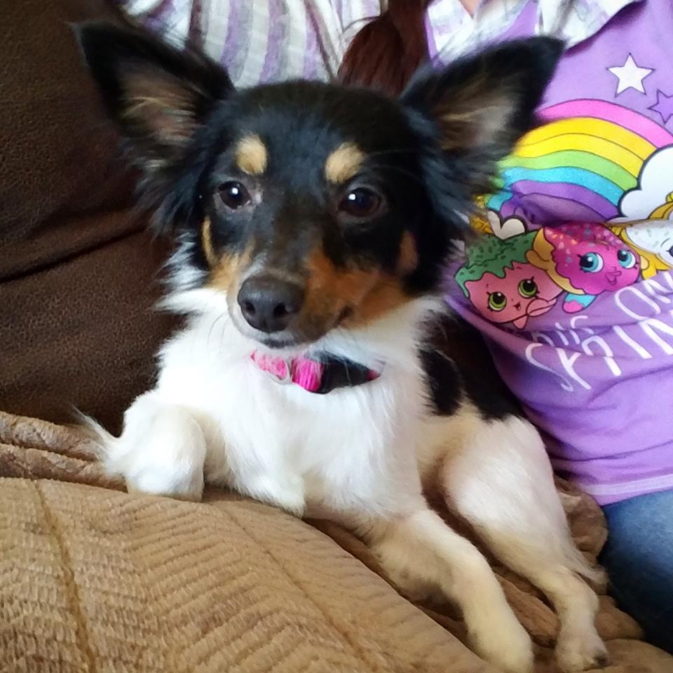 Rat terrier long hair sales chihuahua mix