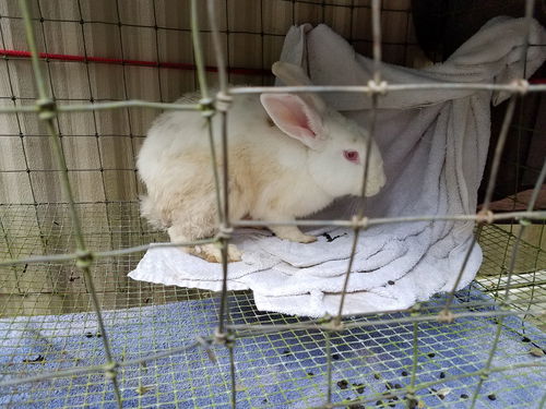 Bun