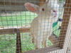 Bun