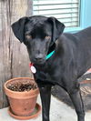 Stella