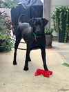 Stella