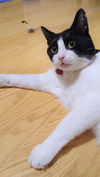 Felix