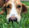 Sadie