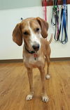 Sadie