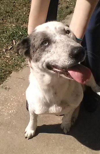 Aussie