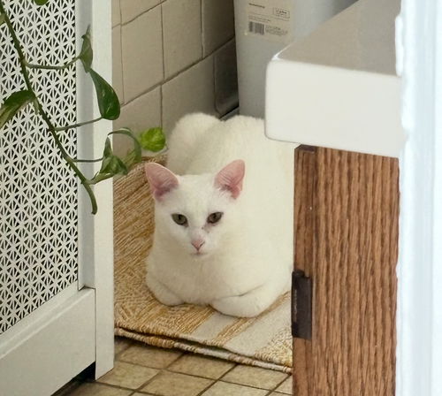 picture of the cat needing adoption