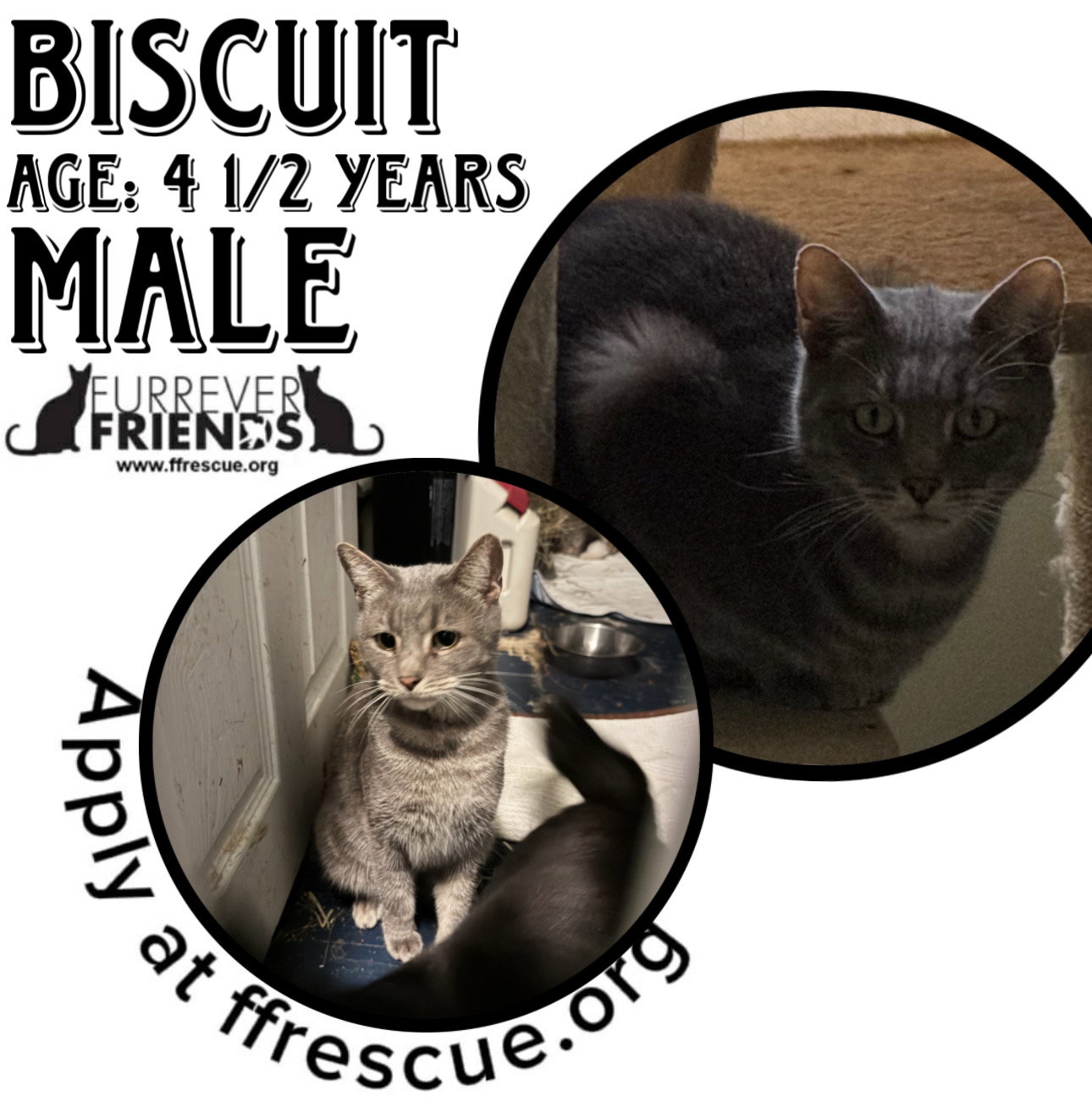 Biscuit