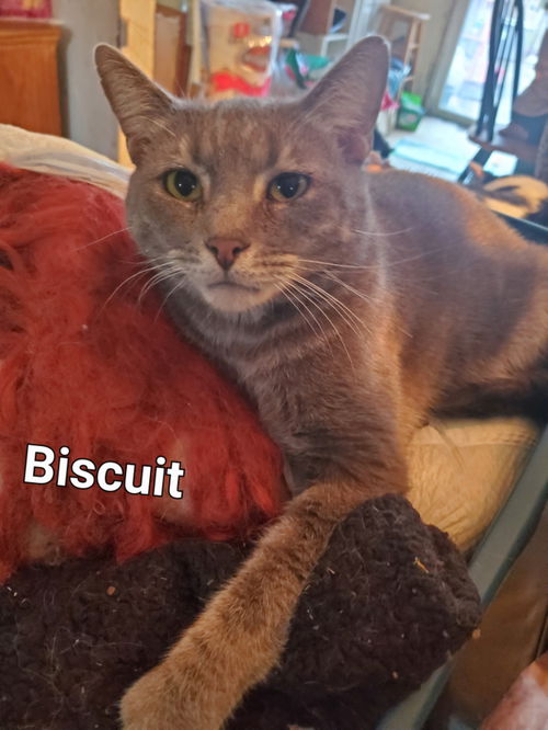 picture of the cat needing adoption