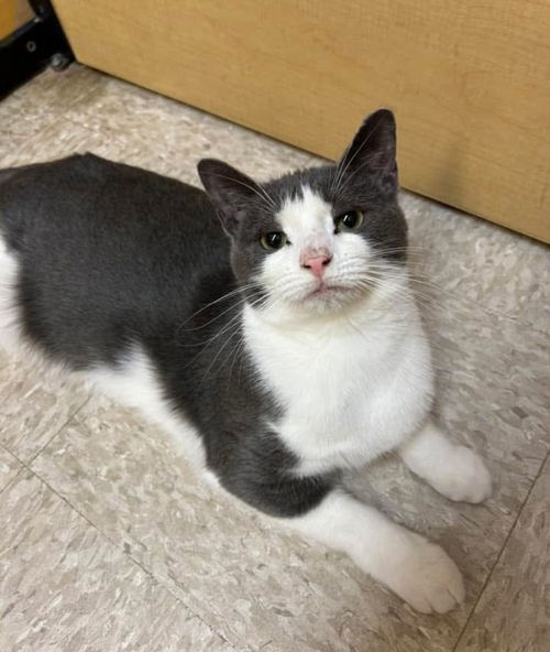 picture of the cat needing adoption