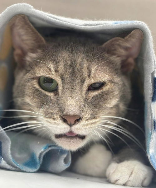 picture of the cat needing adoption