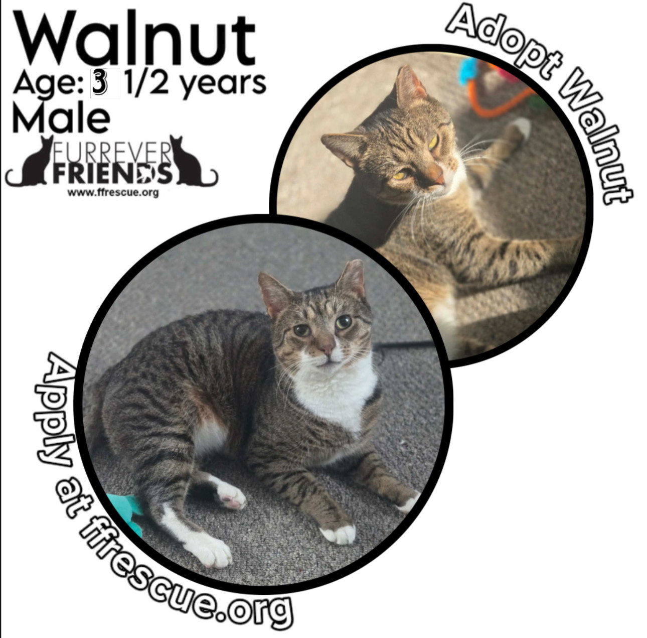 Walnut