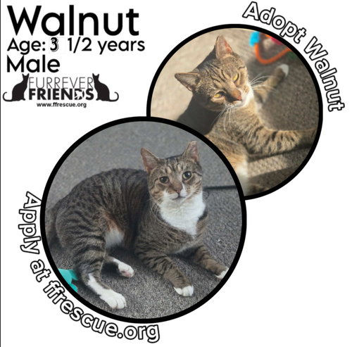 picture of the cat needing adoption