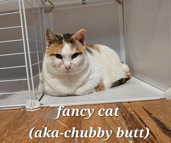 Fancy Cat
