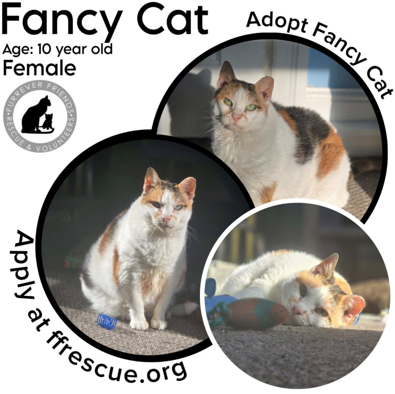 Fancy Cat
