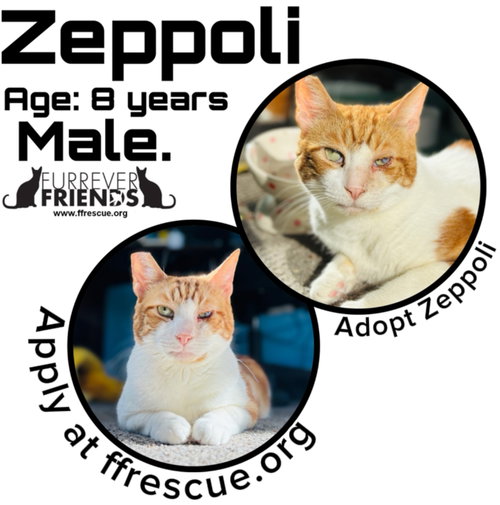 picture of the cat needing adoption