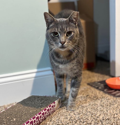 MUSTARD - Domestic Short Hair available for adoption