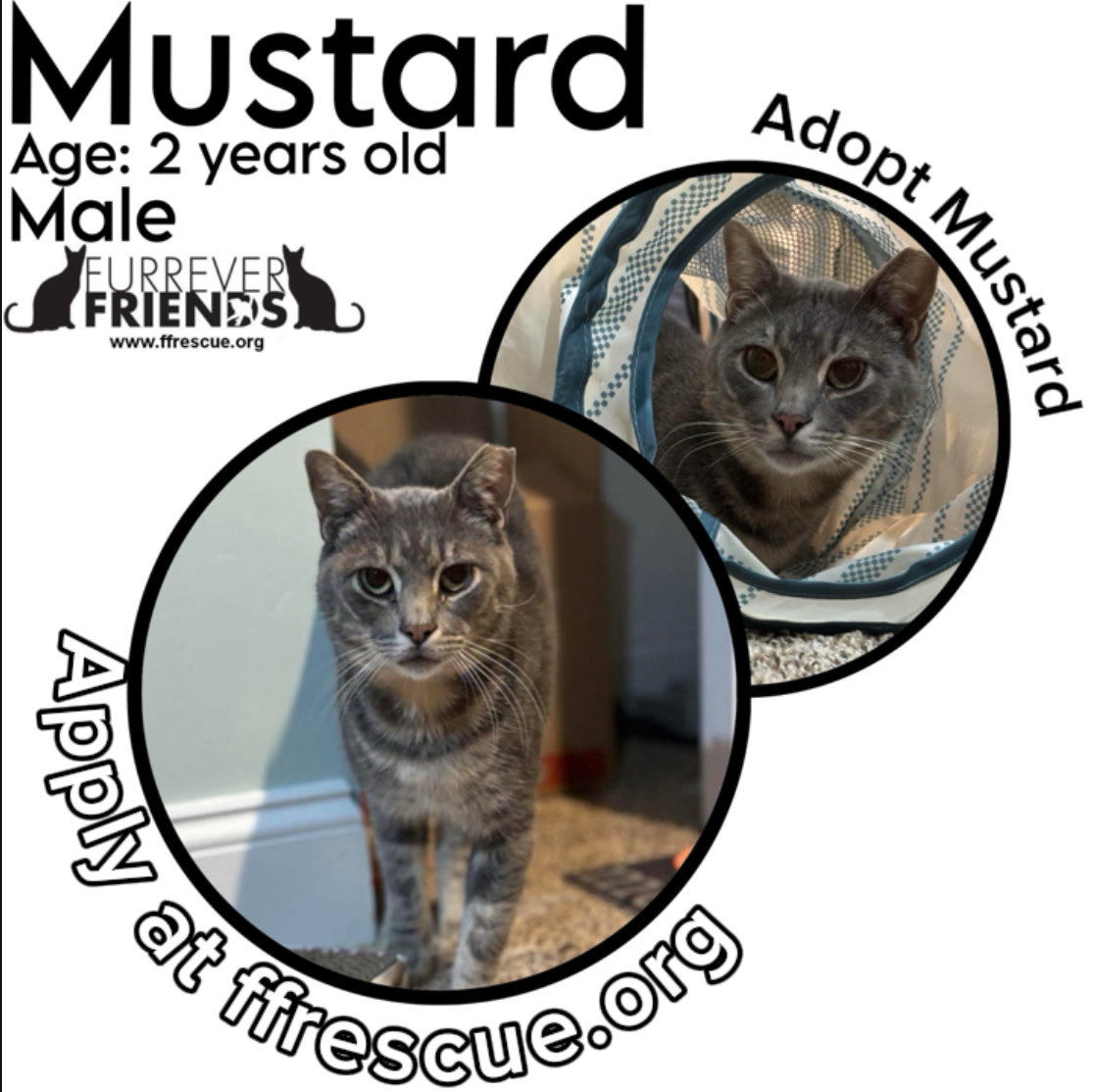 Mustard