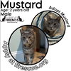 Mustard - Photo 1