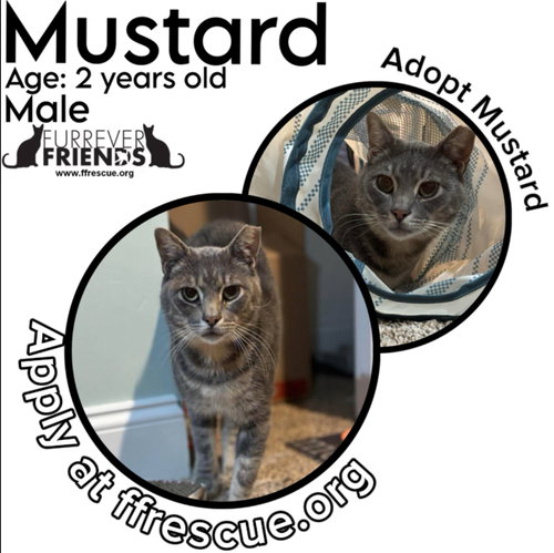MUSTARD - Domestic Short Hair available for adoption