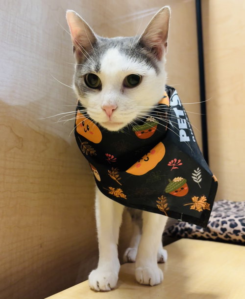 MAE - Domestic Short Hair available for adoption