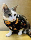 Mae - Photo 4