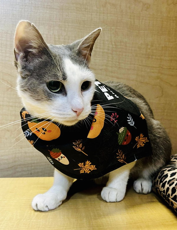 Mae