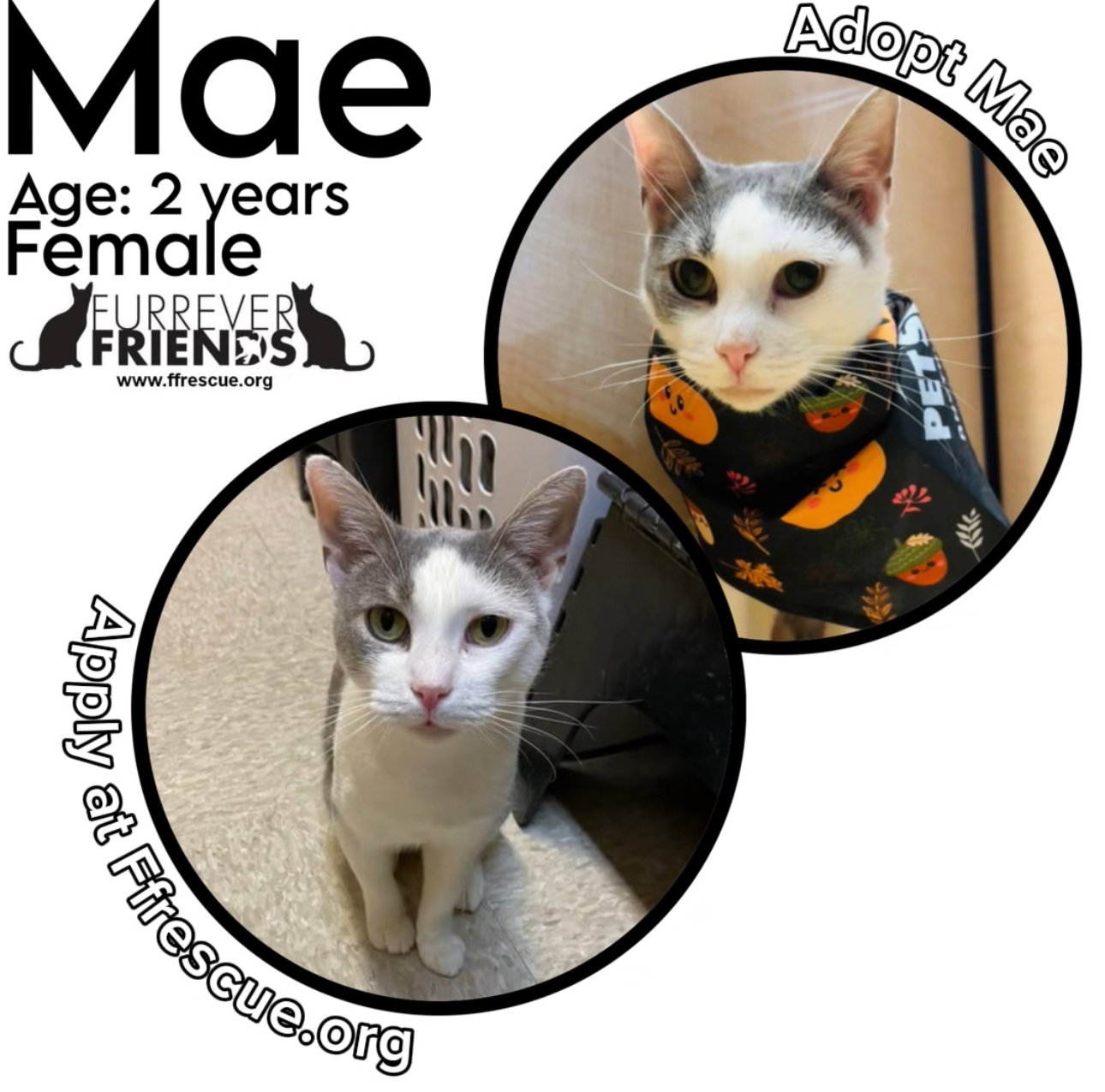 Mae