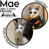 Mae - Photo 1