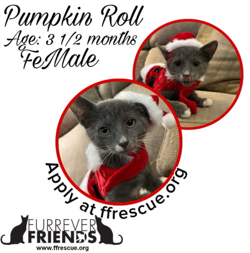 picture of the cat needing adoption