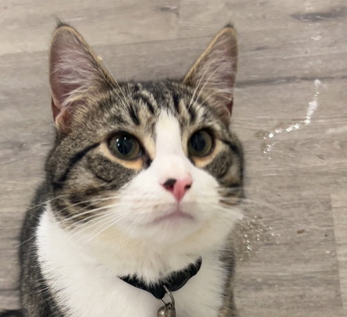 ENZO MILLIONS - Domestic Short Hair available for adoption