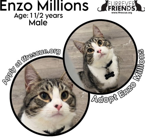 ENZO MILLIONS - Domestic Short Hair available for adoption