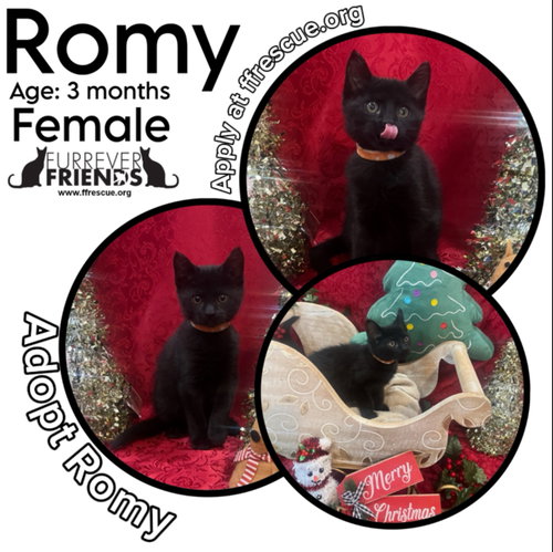 ROMY - Domestic Short Hair available for adoption
