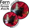 Fern - Photo 1