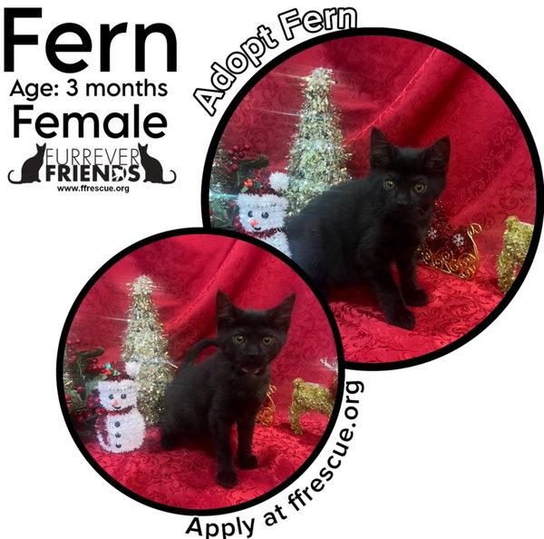 Fern