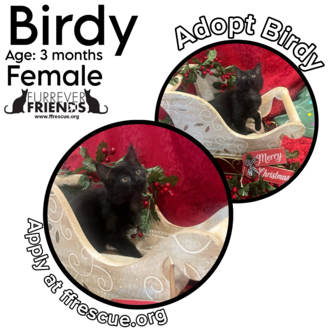 Birdy