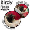 Birdy - Photo 1