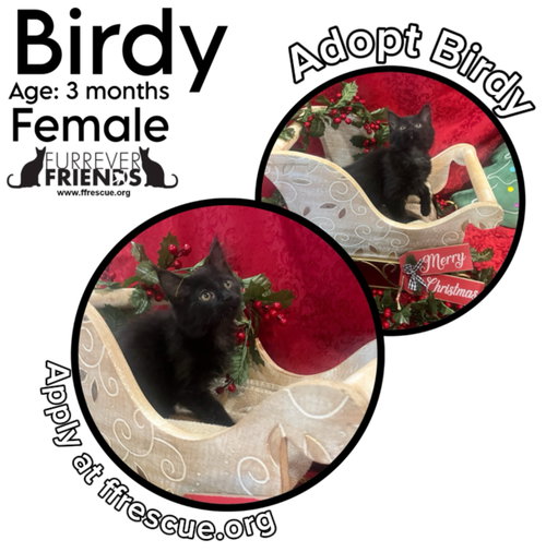 BIRDY - Domestic Medium Hair available for adoption